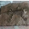 Modelo de réplica de esqueleto de dinossauro ao ar livre em tamanho natural aprovado pela RoHS