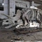 Réplica de crânio de dinossauro em tamanho real para ambientes externos/internos, réplicas de fósseis de dinossauros