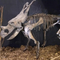 Réplica de esqueleto de dinossauro resistente às intempéries / Réplicas de osso de dinossauro