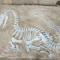 Réplica de dinossauro em tamanho real, fóssil de réplica de dinossauro para atividades de negócios