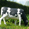 Vida impermeável da estátua animal realística - a escultura da vaca do tamanho personalizou disponível