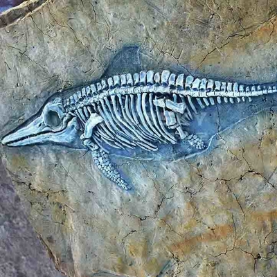 Réplicas de ossos de dinossauros de shopping centers, réplicas de fósseis de crânios de dinossauros