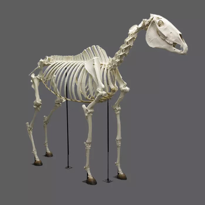 comprar Fósseis de réplica de esqueleto de dinossauro em tamanho real à prova d'água/à prova de sol online manufacture