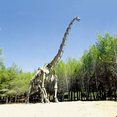 Bom preço Réplica de esqueleto de dinossauro realista/réplica do mundo jurássico para interior on-line